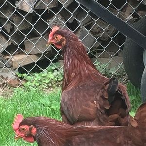 Meet your Posher, Brian